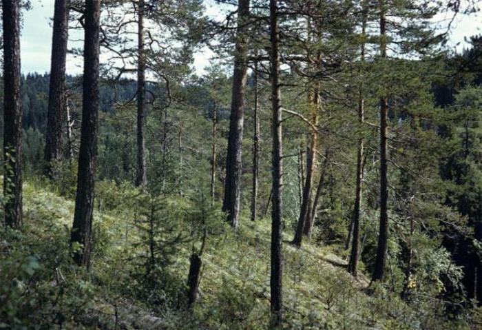 лапландский государственный заповедник