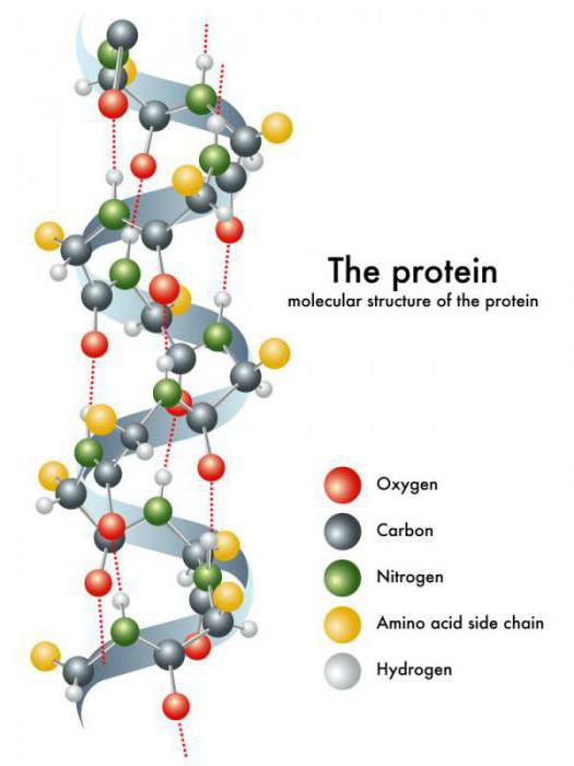 общая формула белков 