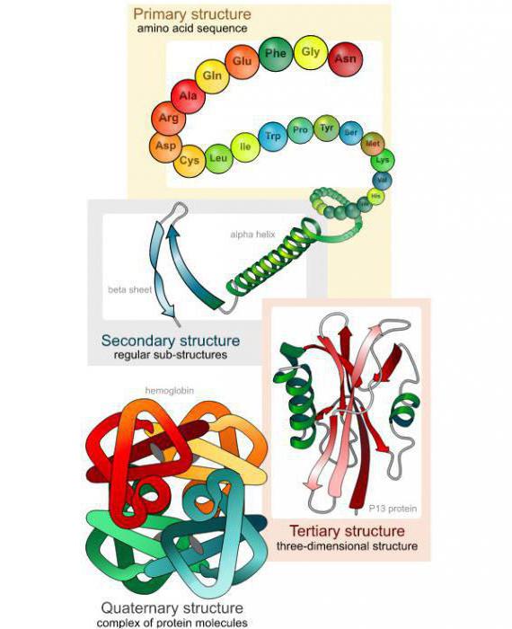 структура белков формула