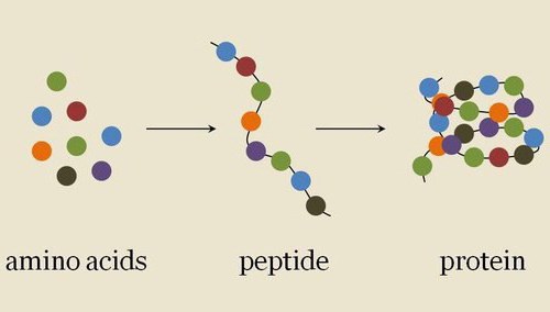 структурная формула белков