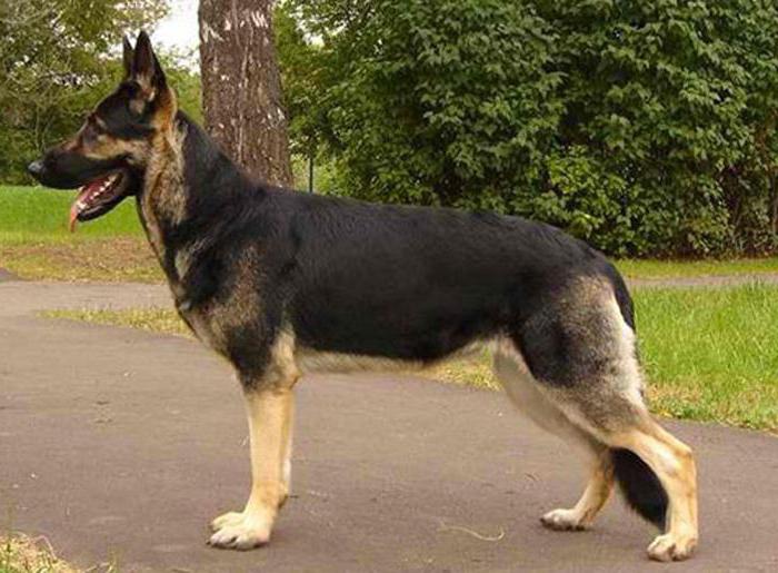 порода собак восточноевропейская овчарка 