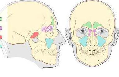 нос придаточные пазухи носа