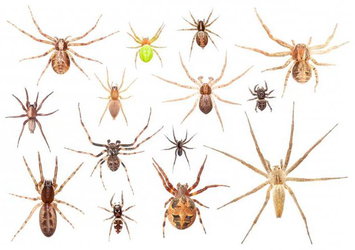 сколько живут пауки
