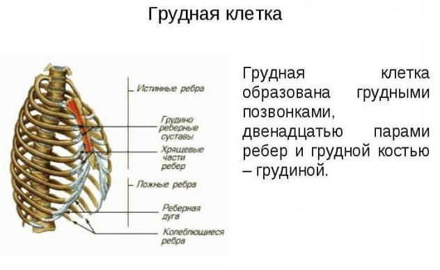 первый грудной позвонок 