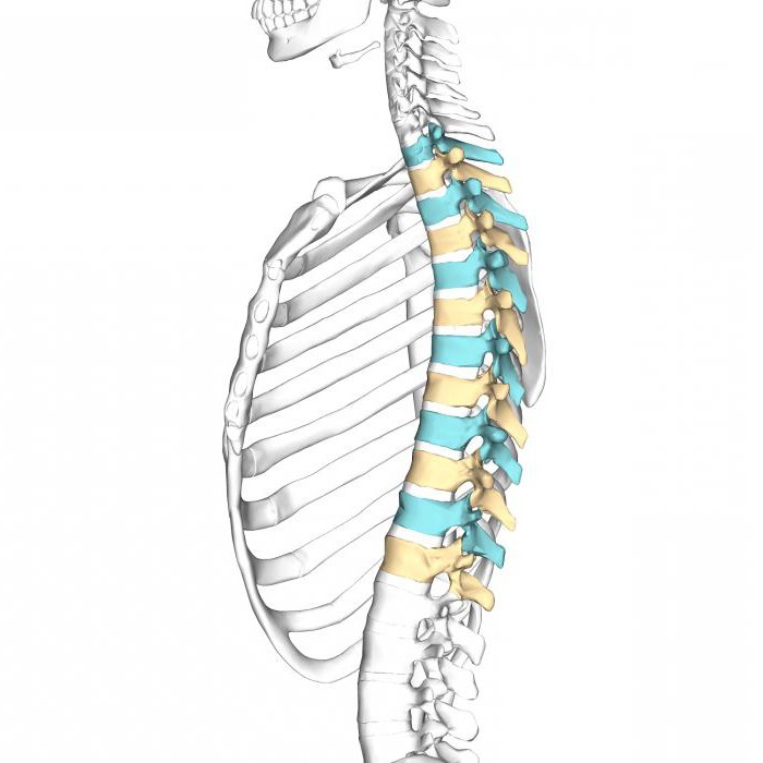 сколько позвонков в грудном отделе