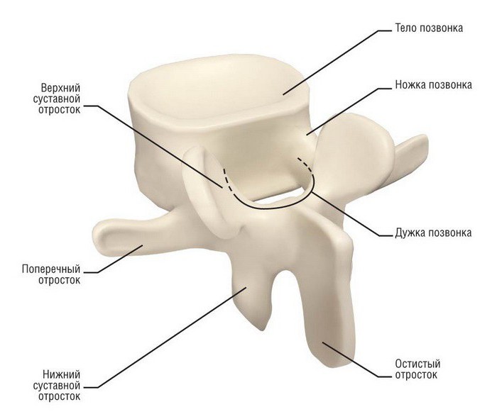 грудной позвонок состоит из