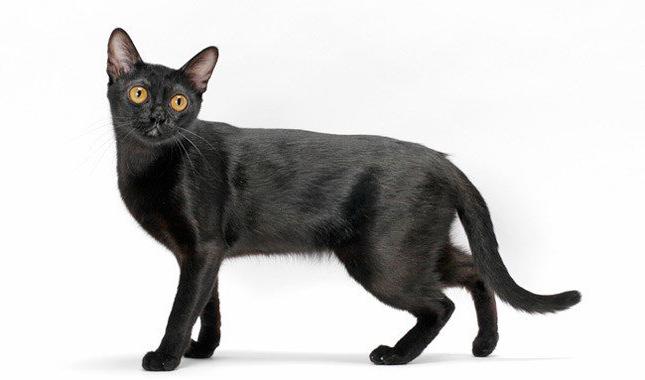 черные кошки породы фото
