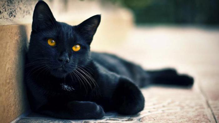 кошка черная породы