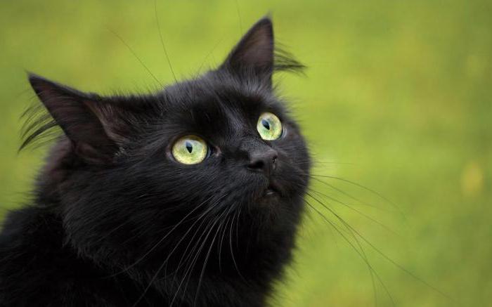породы черных кошек фото 