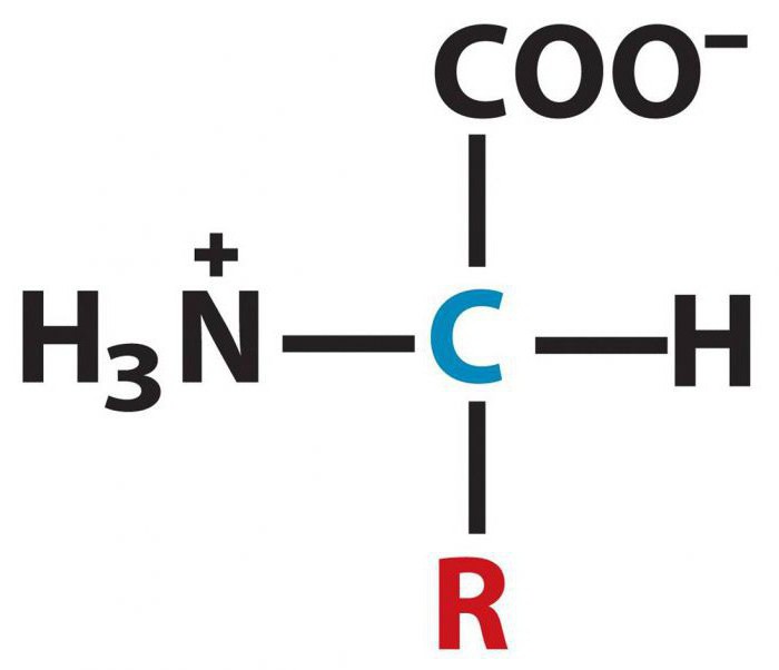 заменимые и незаменимые аминокислоты формулы
