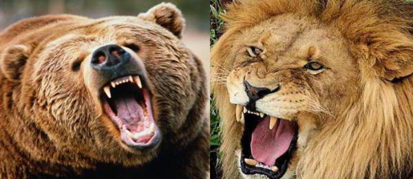 кто сильнее медведь или лев
