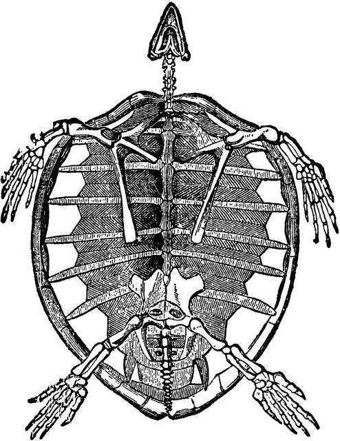 Скелет черепахи строение фото