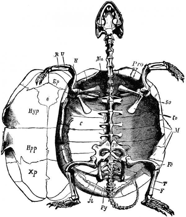 Скелет черепахи строение