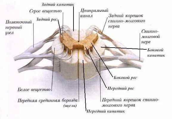 где расположен спинной мозг