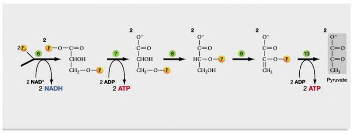 этапы гликолиза