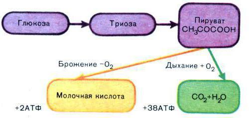 гликолиз глюкозы