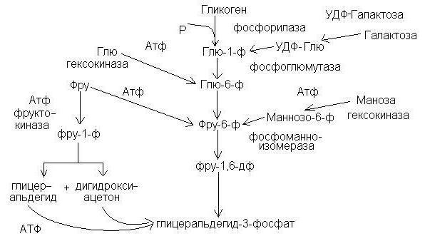 анаэробный гликолиз