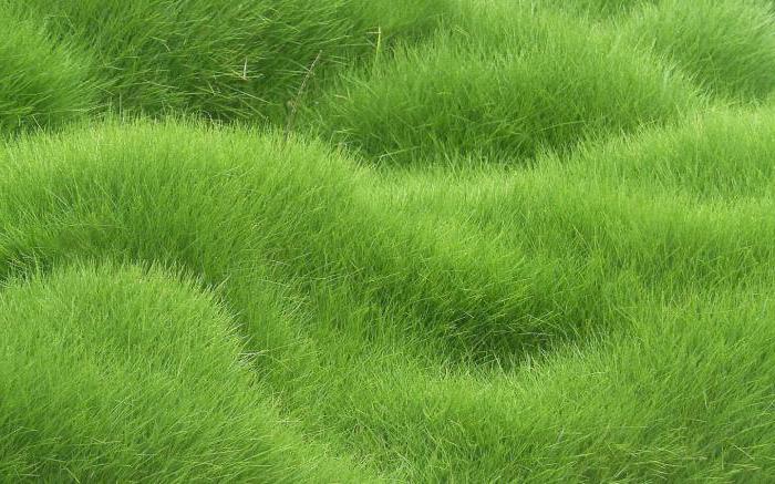 к чему снится скошенная зеленая трава