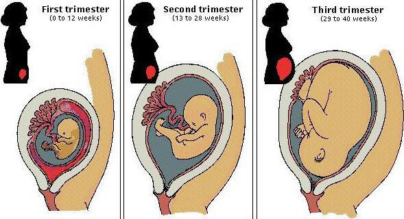 3 4 акушерская неделя беременности