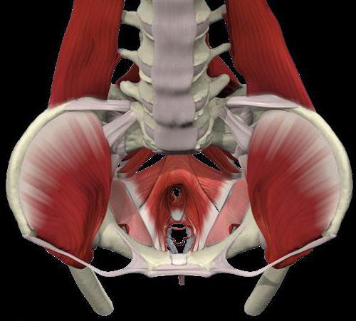 анатомия органов таза 