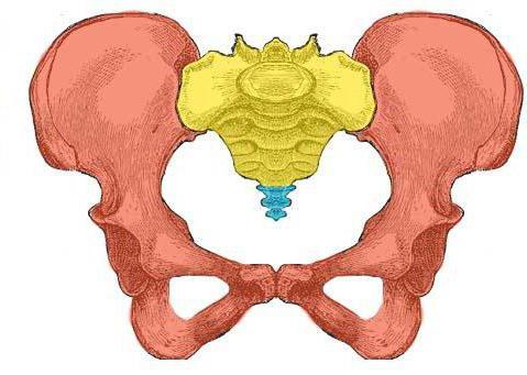 анатомия таза 