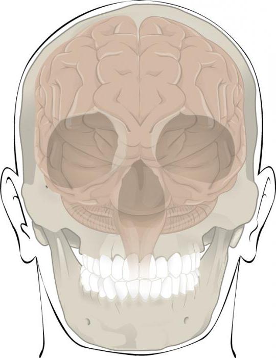 соединения костей черепа 