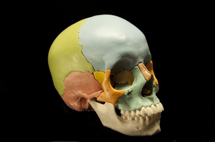 череп соединение костей черепа 