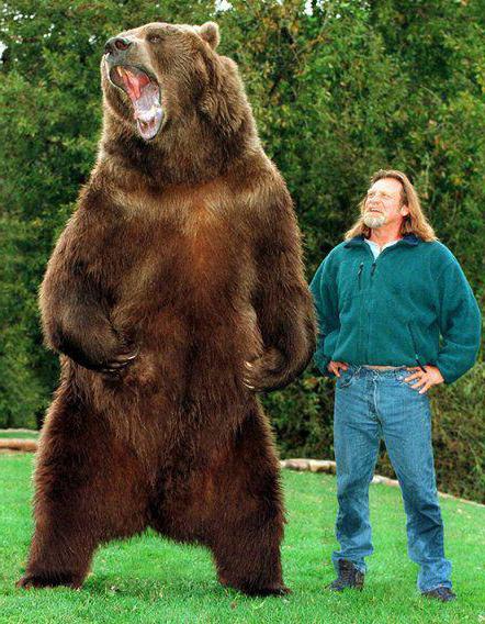 медведь барт фильмы 