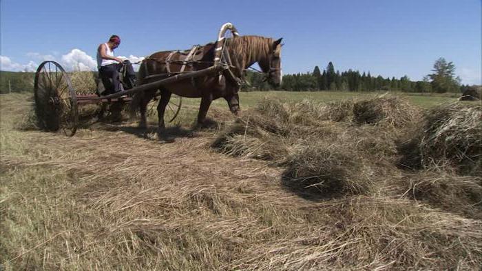 животноводство это отрасль сельского хозяйства