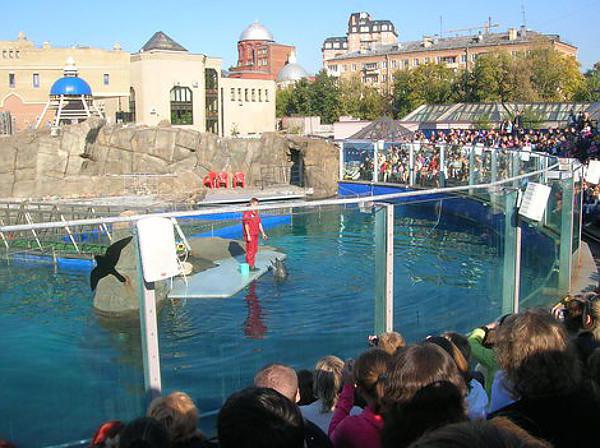 московский передвижной дельфинарий