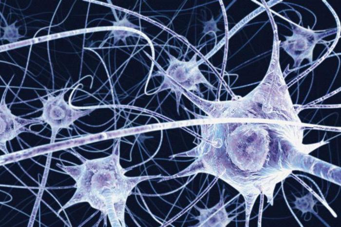 Что такое нейроны