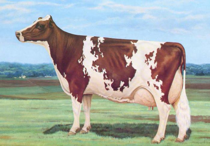 айрширская порода коров цена отзывы