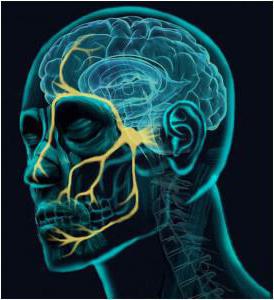 точки выхода тройничного нерва 