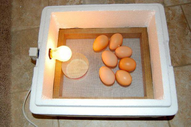инкубатор для яиц автоматический