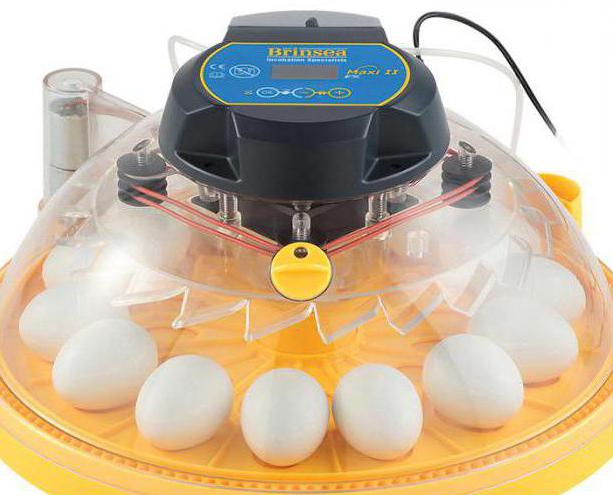 инкубатор для яиц автоматический цена