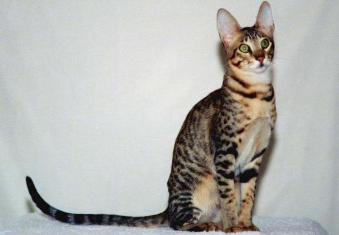 серенгети кошка описание породы