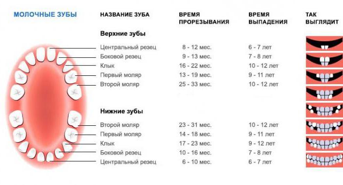 порядок выпадения молочных зубов у детей схема 