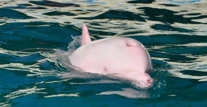 Существуют ли розовые дельфины