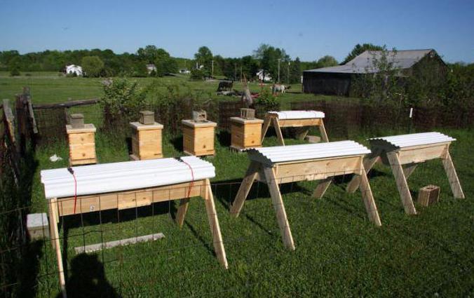 пчеловодство для начинающих: с чего начать