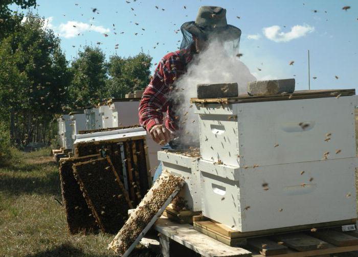 пчеловодство с чего начать новичку