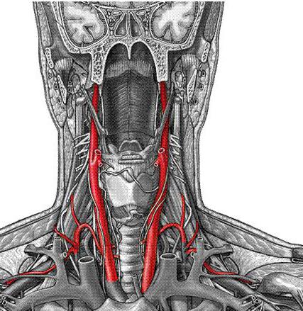 где находится сонная артерия