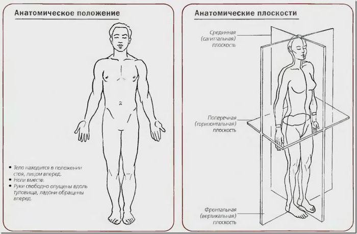 сагиттальная плоскость тела