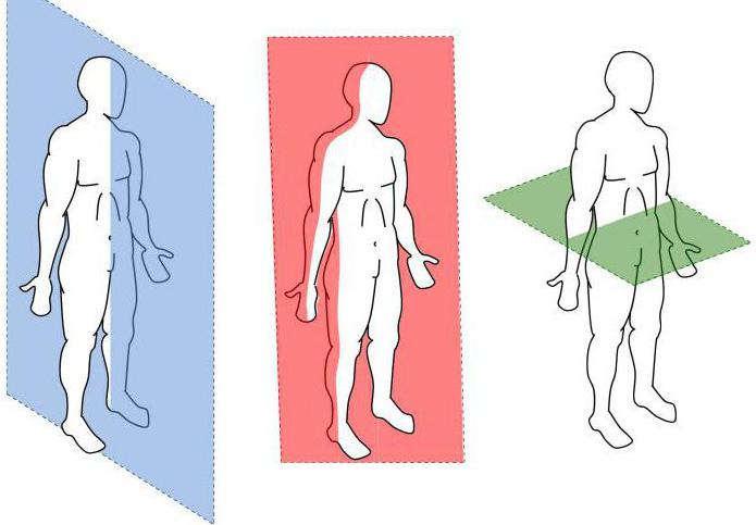 сагиттальная плоскость