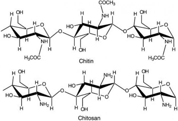 хитин что такое