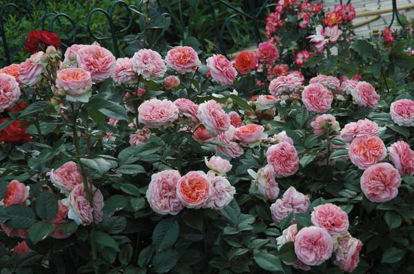 роза парковая чиппендейл 