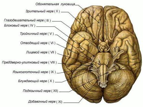 пирамидные пути головного мозга 