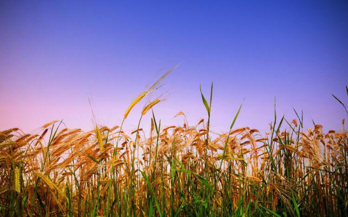широкое пшеничное поле
