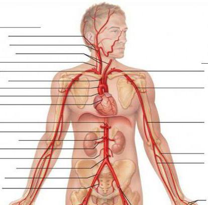 внечерепные отделы брахиоцефальных артерий