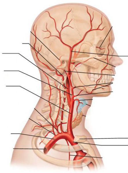 дуплексное сканирование брахиоцефальных артерий