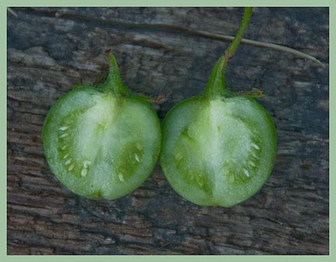 семейство пасленовых плод пасленовых растений
